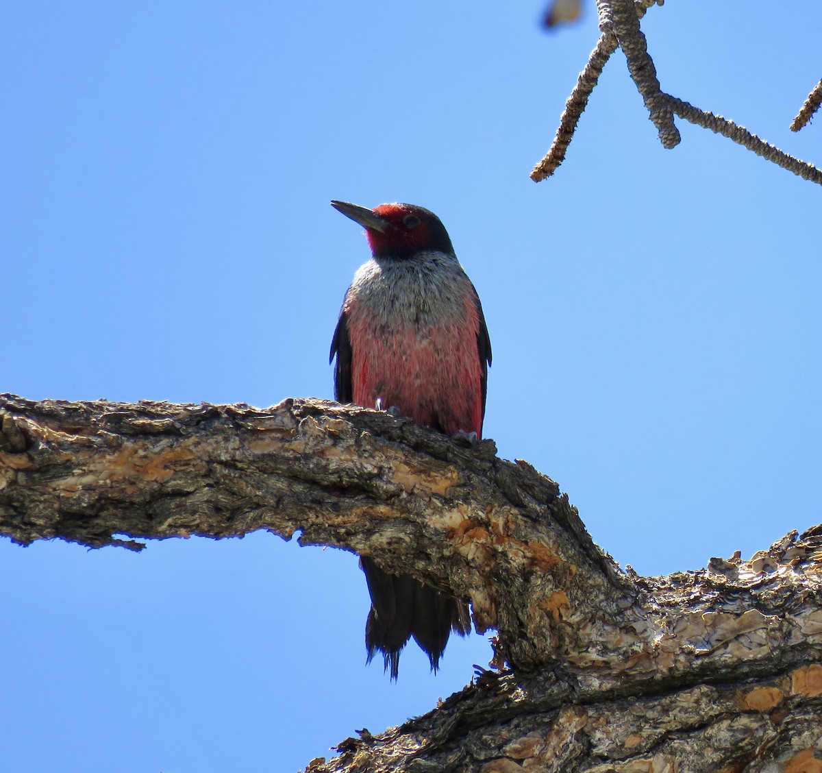 Lewis's Woodpecker - ML638560300