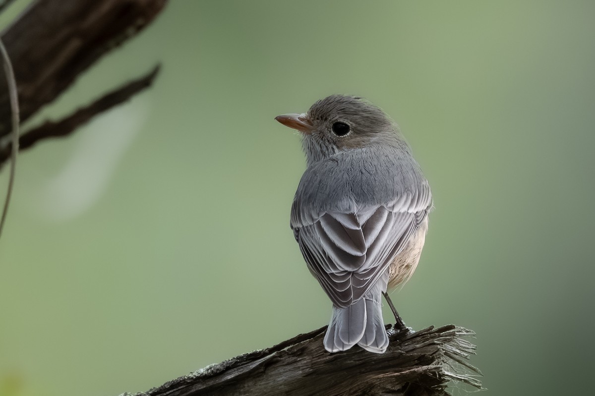Rufous Whistler - ML638560311