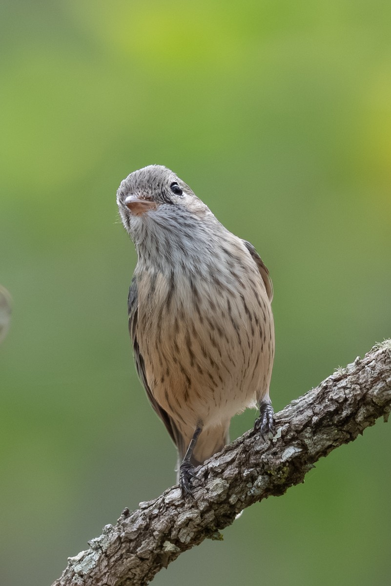Rufous Whistler - ML638560312
