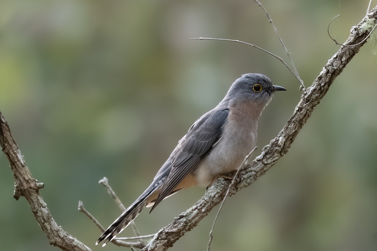 Fächerschwanzkuckuck - ML638560332