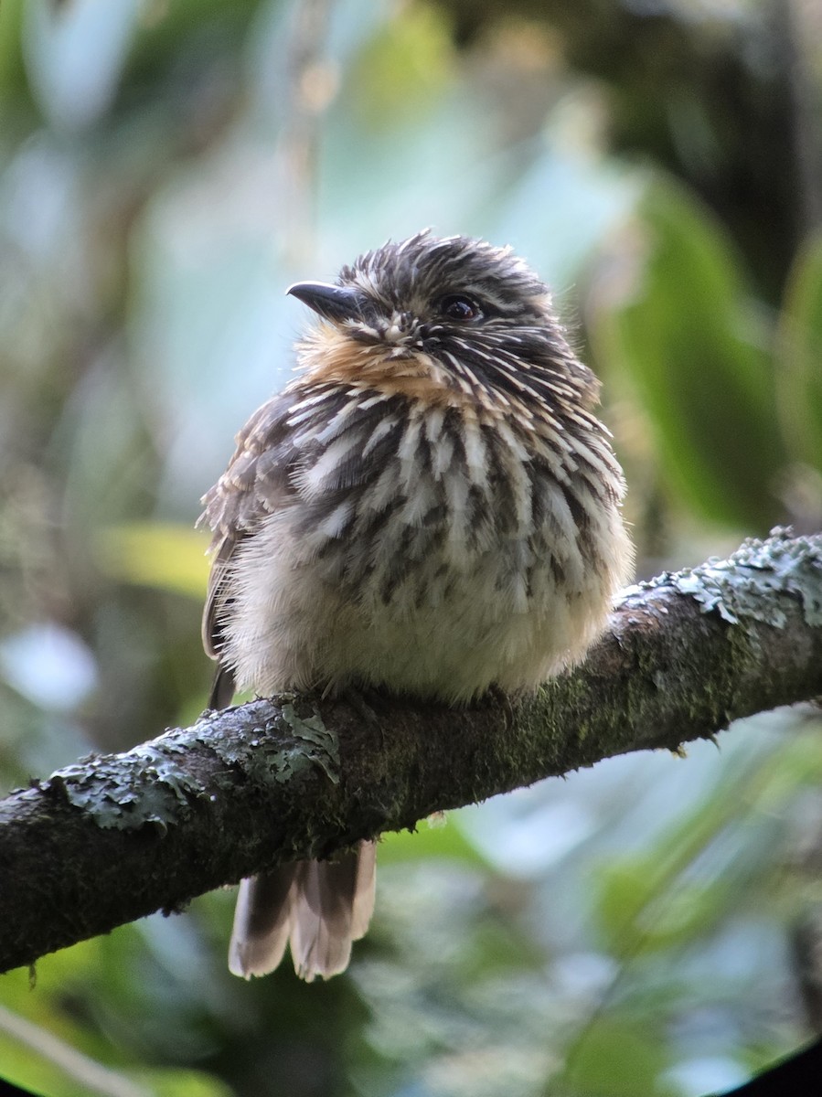Ockerkehl-Faulvogel - ML638560355