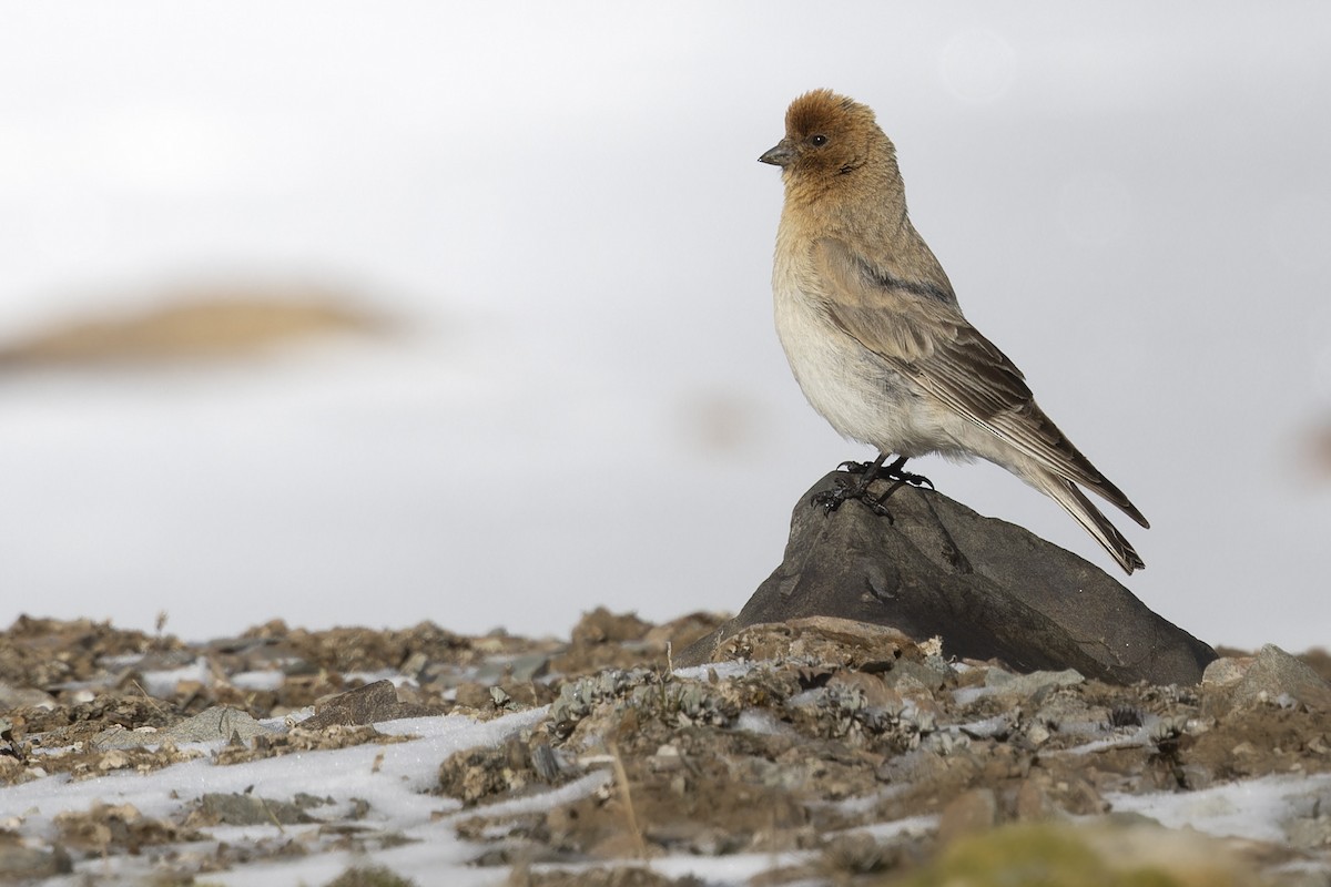 Sillem's Rosefinch - ML638560362