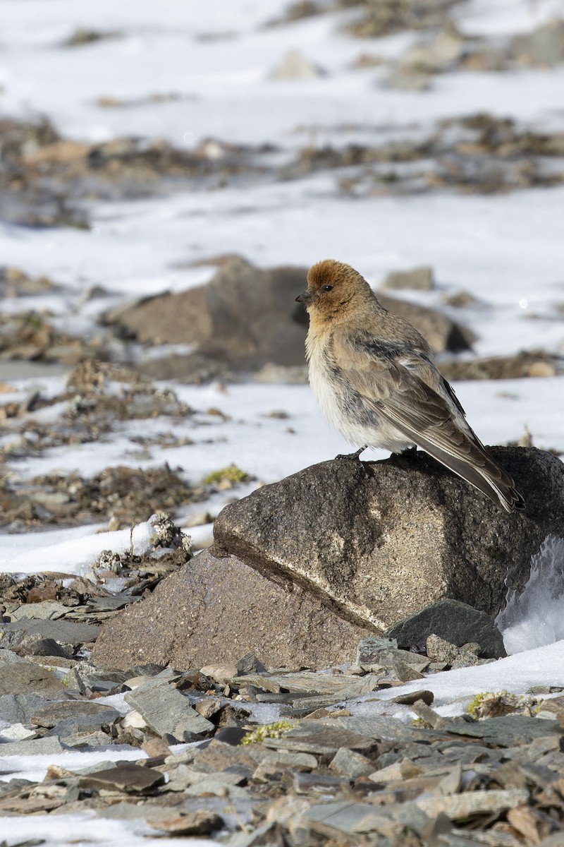 Sillem's Rosefinch - ML638560363