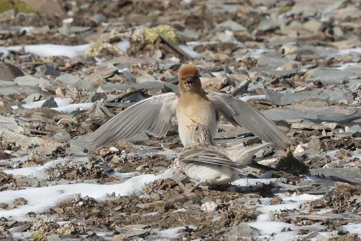 Sillem's Rosefinch - ML638560365