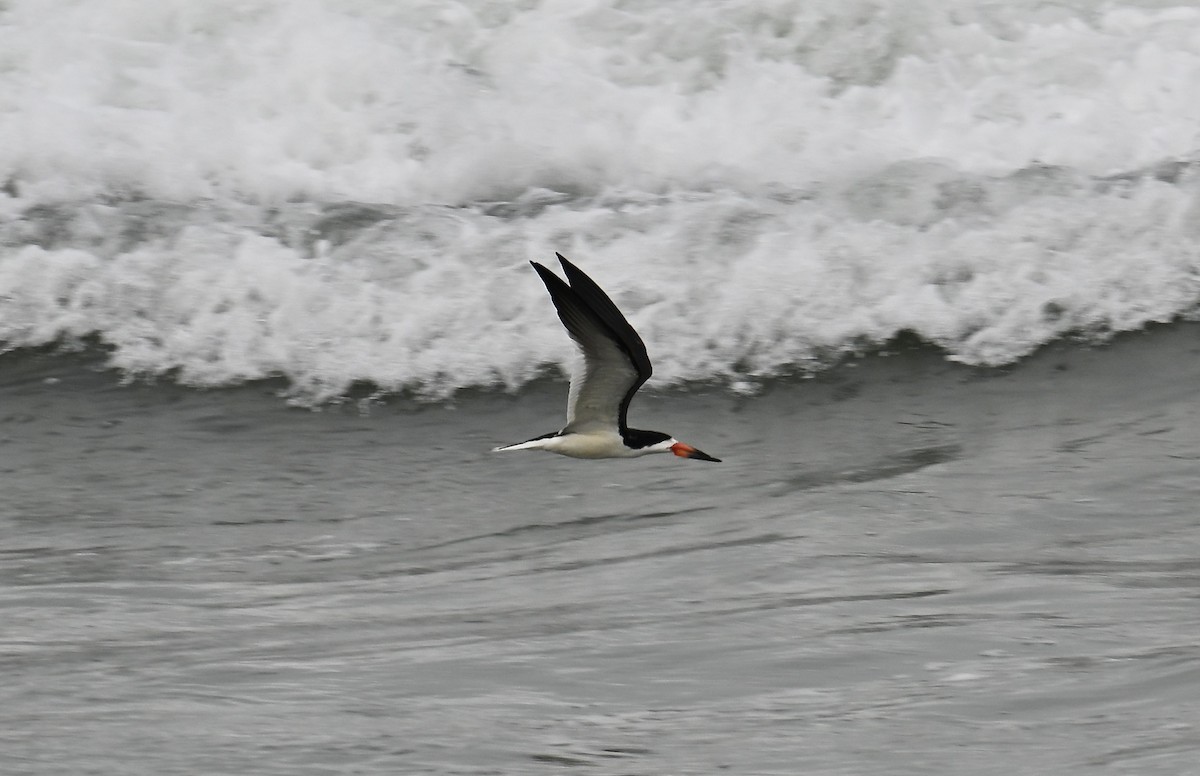 Black Skimmer - ML638560383