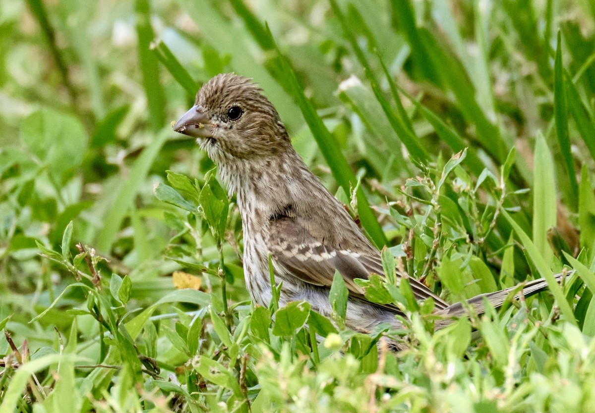 House Finch - ML638560498