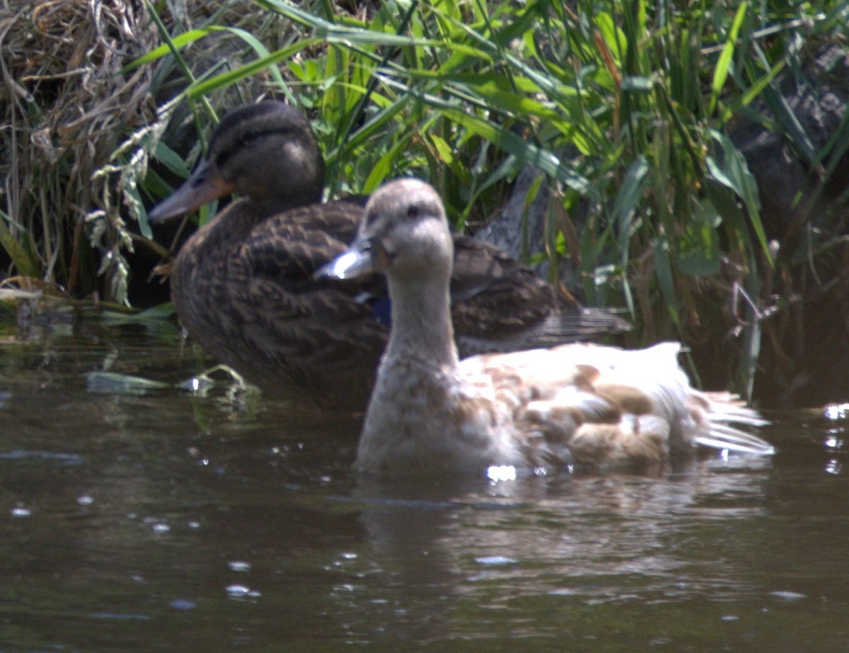 anatidé sp. (canard barboteur sp.) - ML638560524