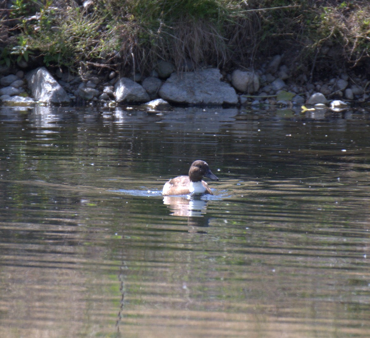 anatidé sp. (canard barboteur sp.) - ML638560525