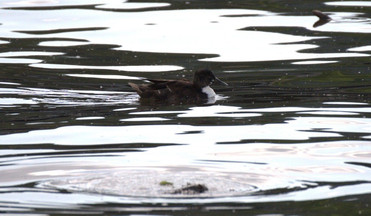 anatidé sp. (canard barboteur sp.) - ML638560526