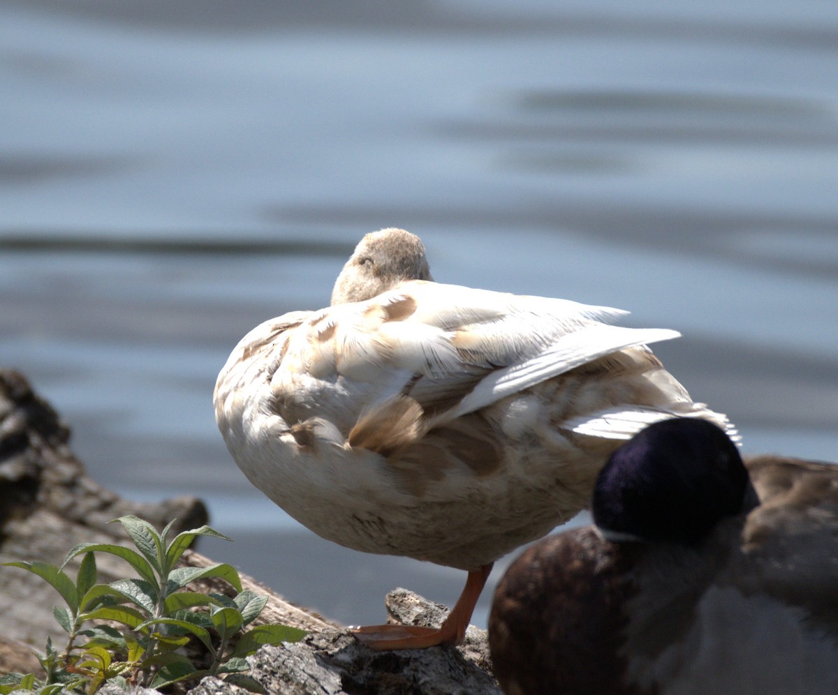 anatidé sp. (canard barboteur sp.) - ML638560527
