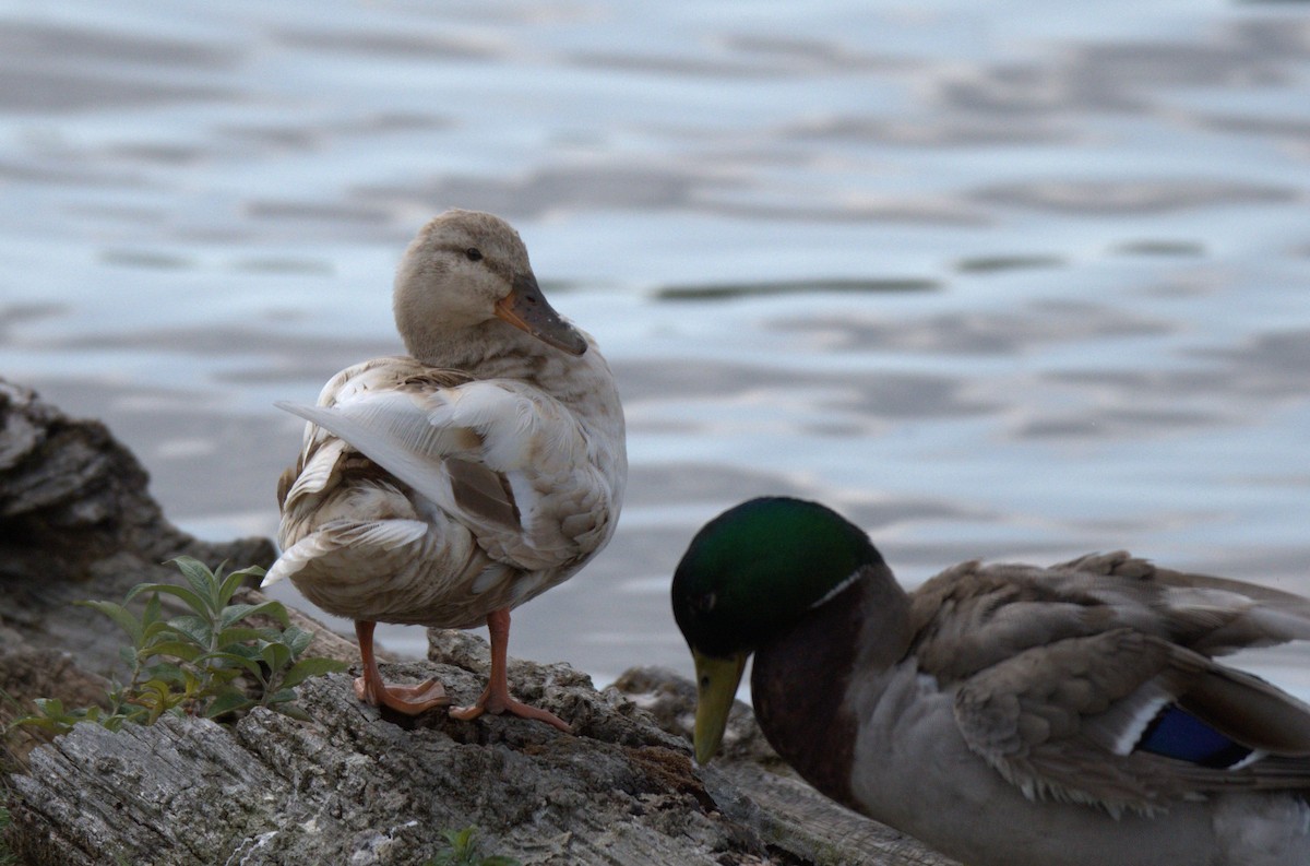 anatidé sp. (canard barboteur sp.) - ML638560528
