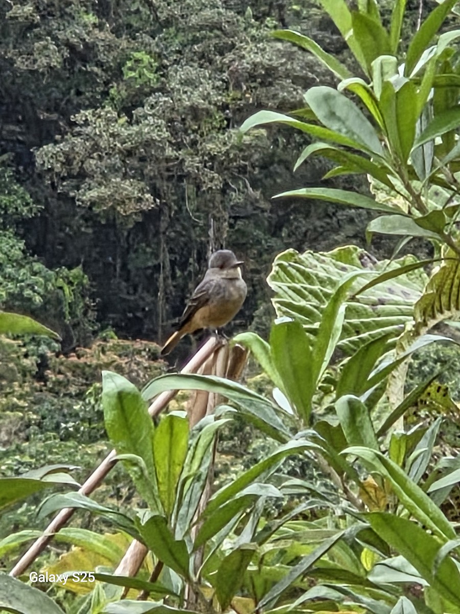 Rufous-tailed Tyrant - ML638560532