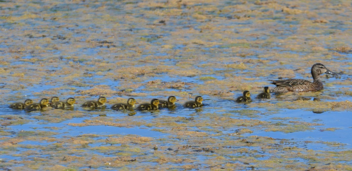 Blue-winged Teal - ML638560537