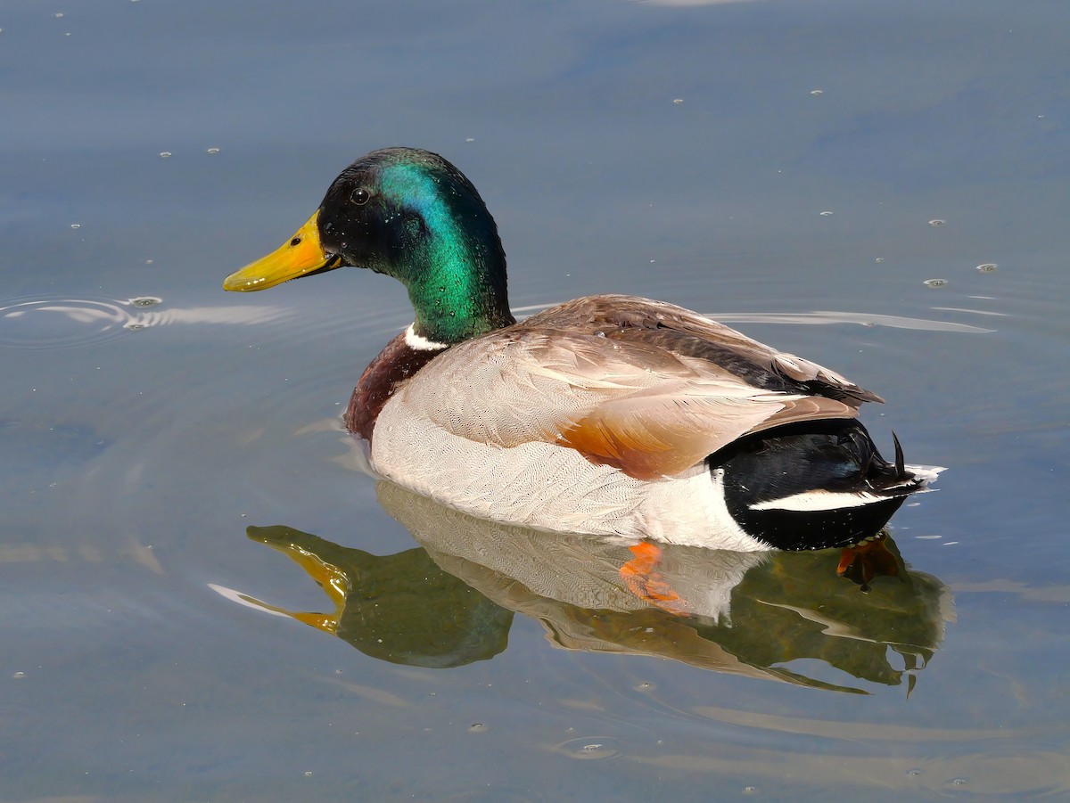 Mallard - ML638560541
