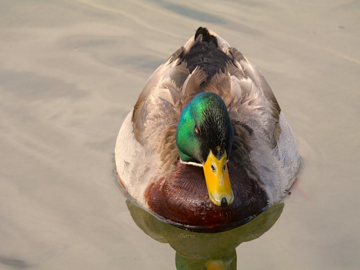 Mallard - ML638560542