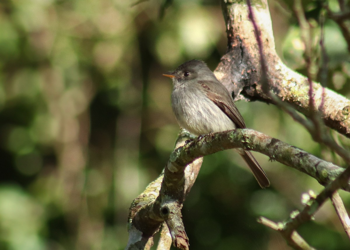 Southern Tropical Pewee - ML638560548