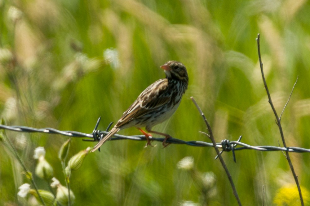 Vesper Sparrow - ML638560549