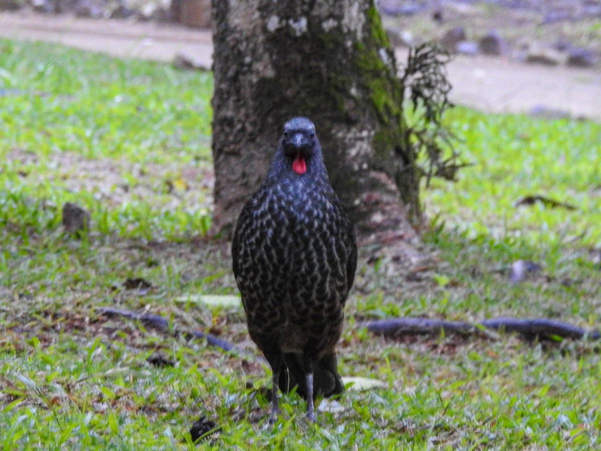 Rusty-margined Guan - ML638560564