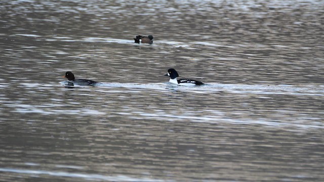 Barrow's Goldeneye - ML638560579