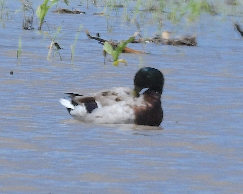 Mallard - ML638560599