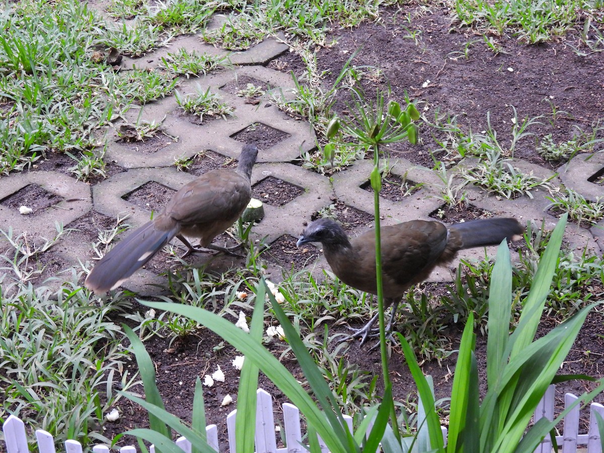Plain Chachalaca - ML638560600