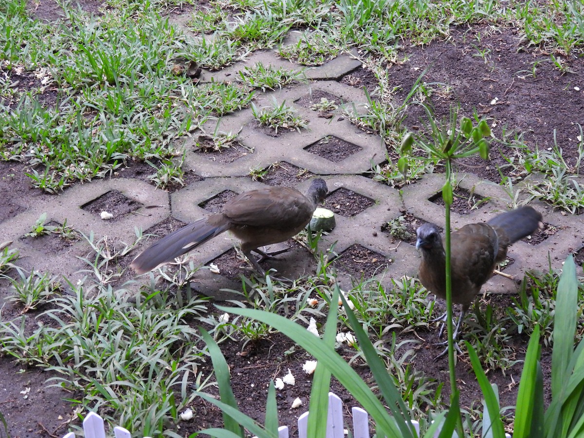 Plain Chachalaca - ML638560601