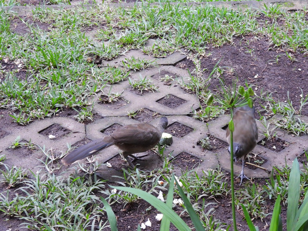 Plain Chachalaca - ML638560602