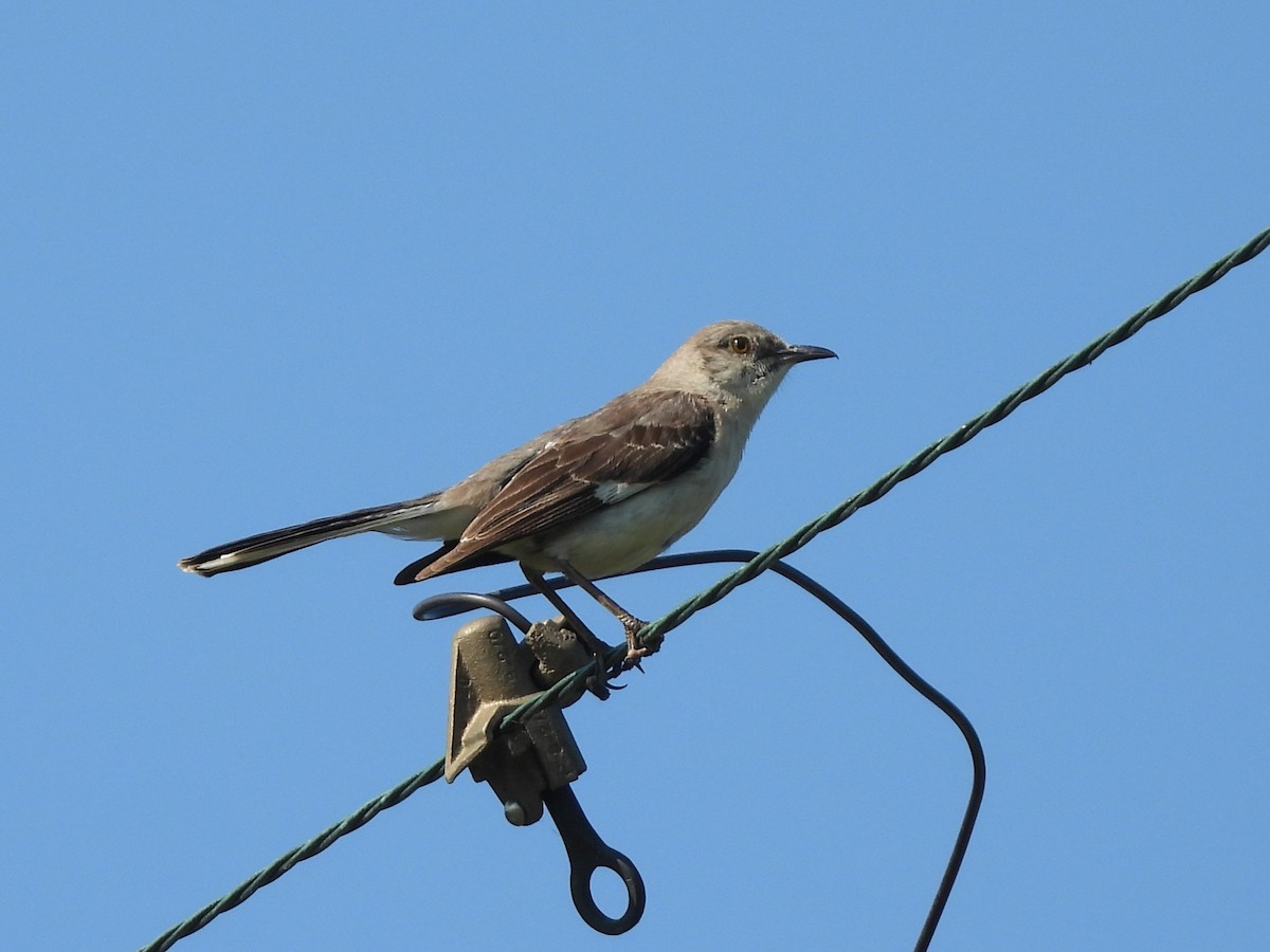 Northern Mockingbird - ML638560607