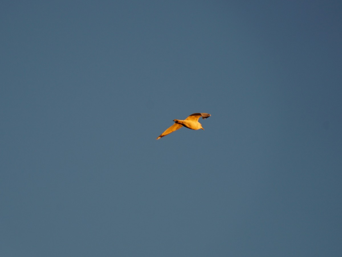Ring-billed Gull - ML638560649