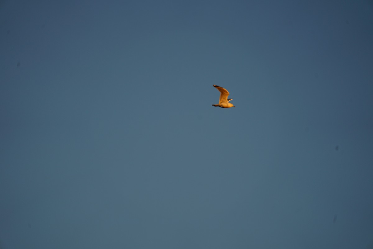 Ring-billed Gull - ML638560650