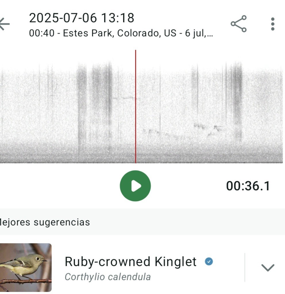 Rubingoldhähnchen - ML638560669