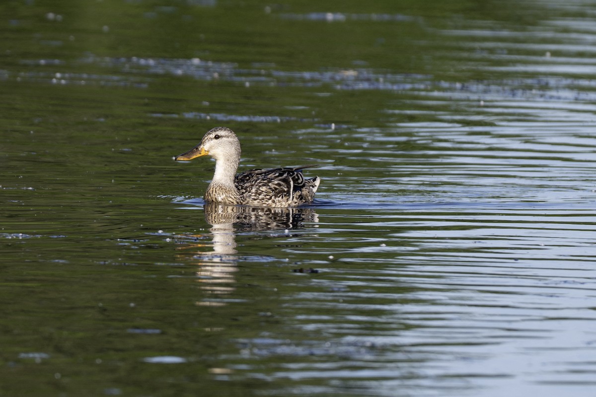 Mallard - ML638560676