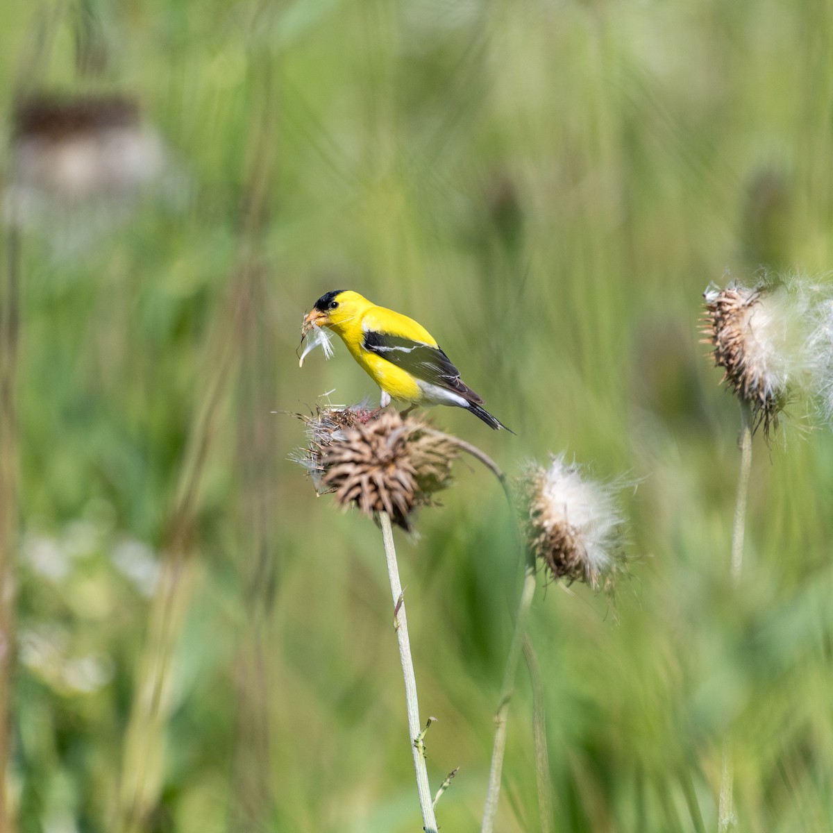 American Goldfinch - ML638560689