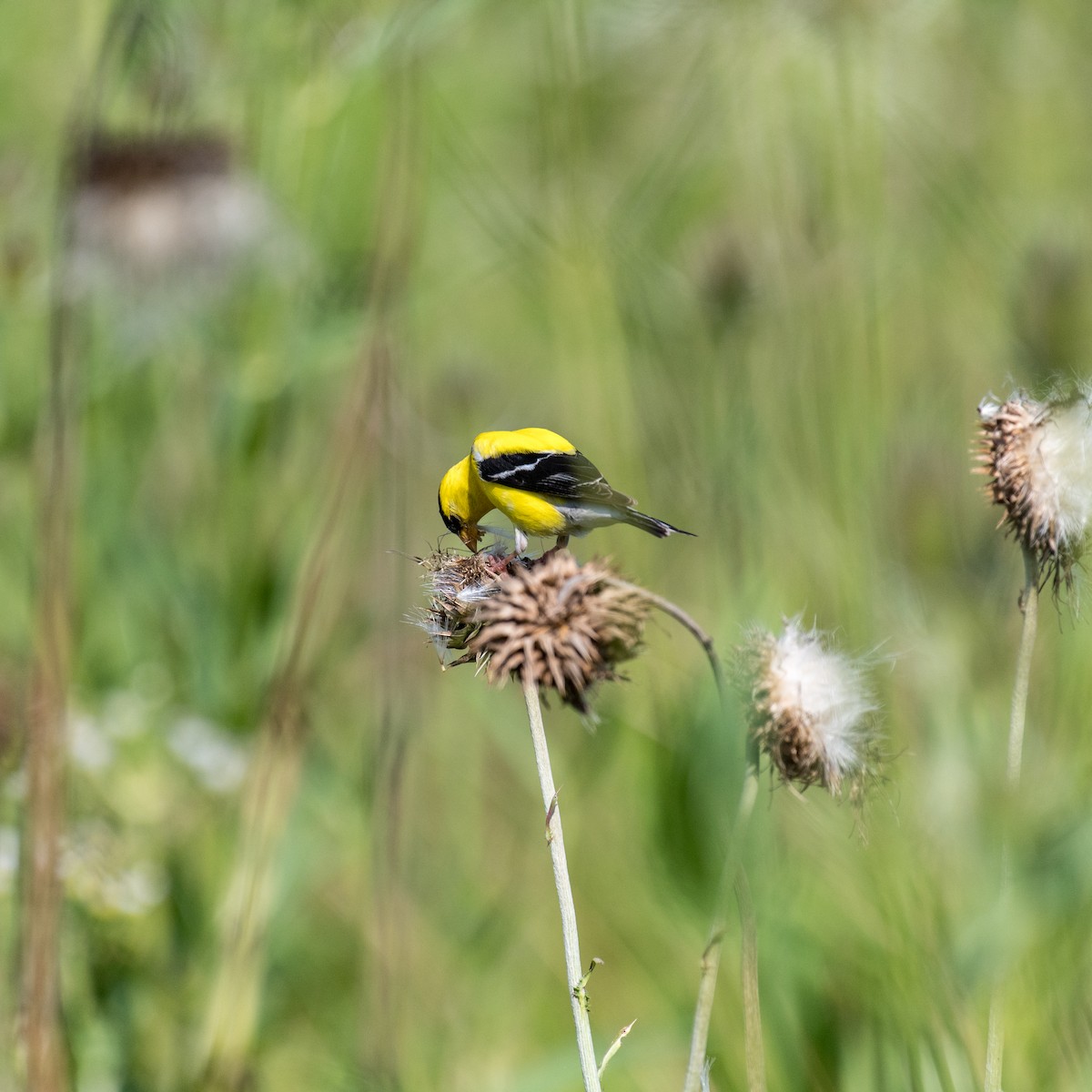 American Goldfinch - ML638560707