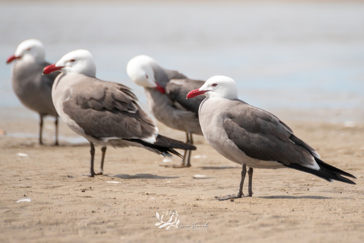 Heermann's Gull - ML638560717