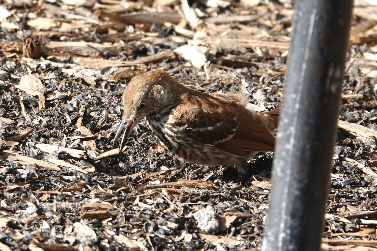 brunspottefugl - ML638560736