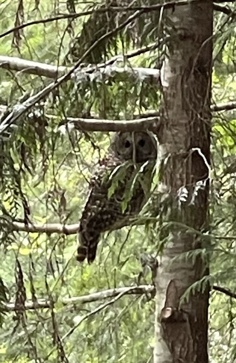 Barred Owl - ML638560778