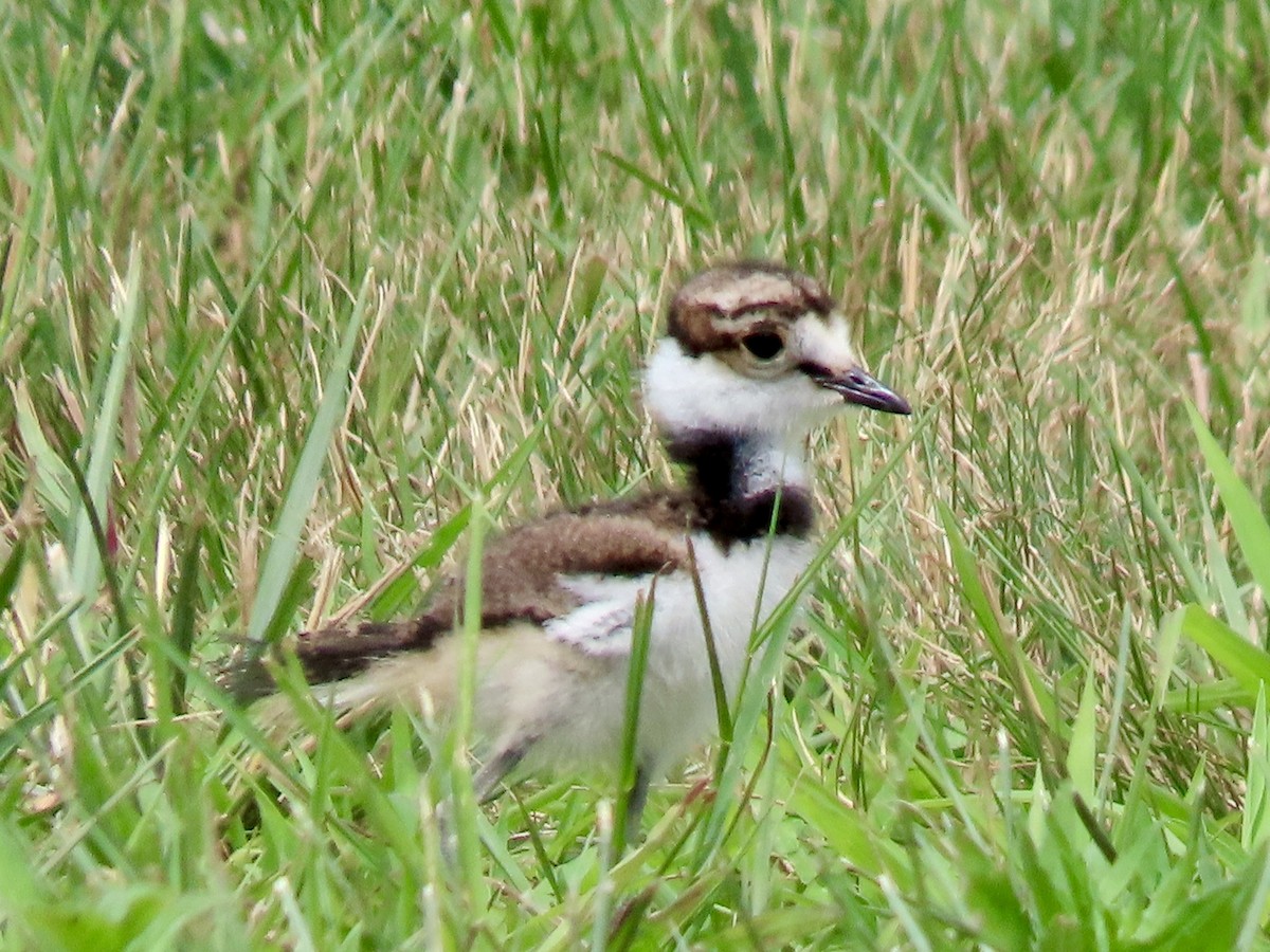 Killdeer - ML638560801