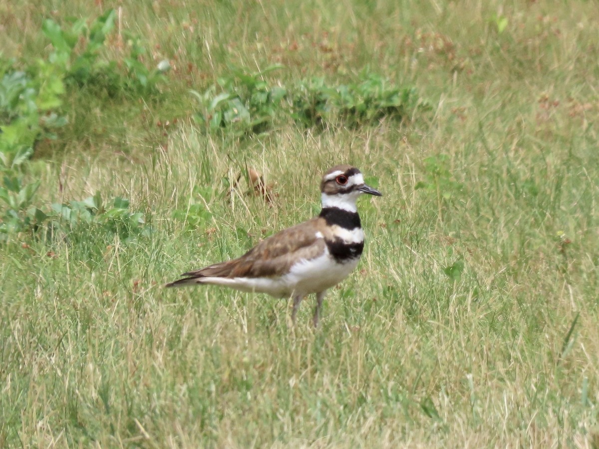 Killdeer - ML638560802