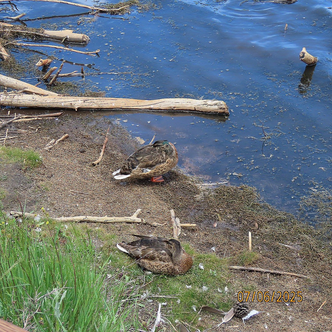 Mallard - ML638560816