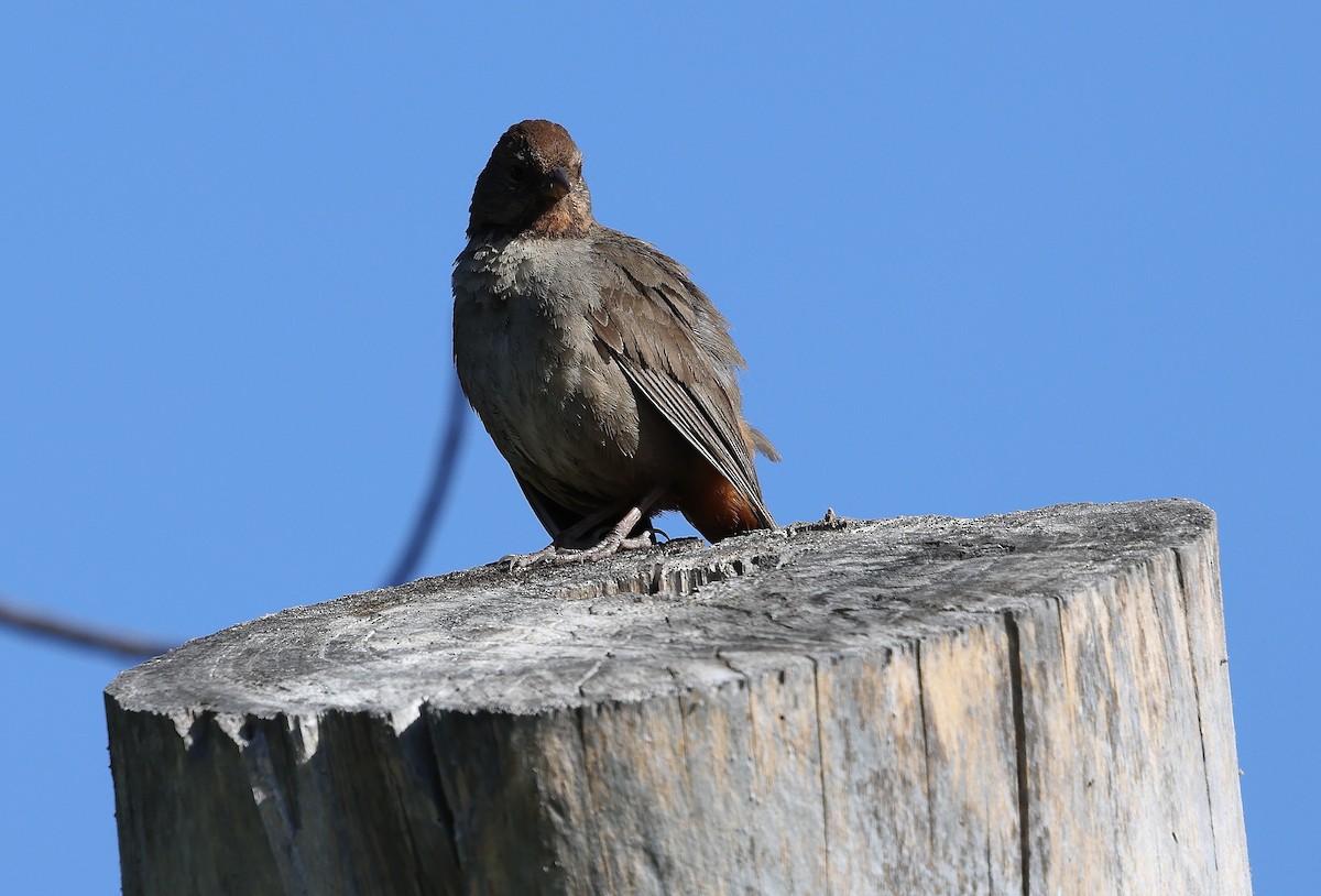 California Towhee - ML638560842