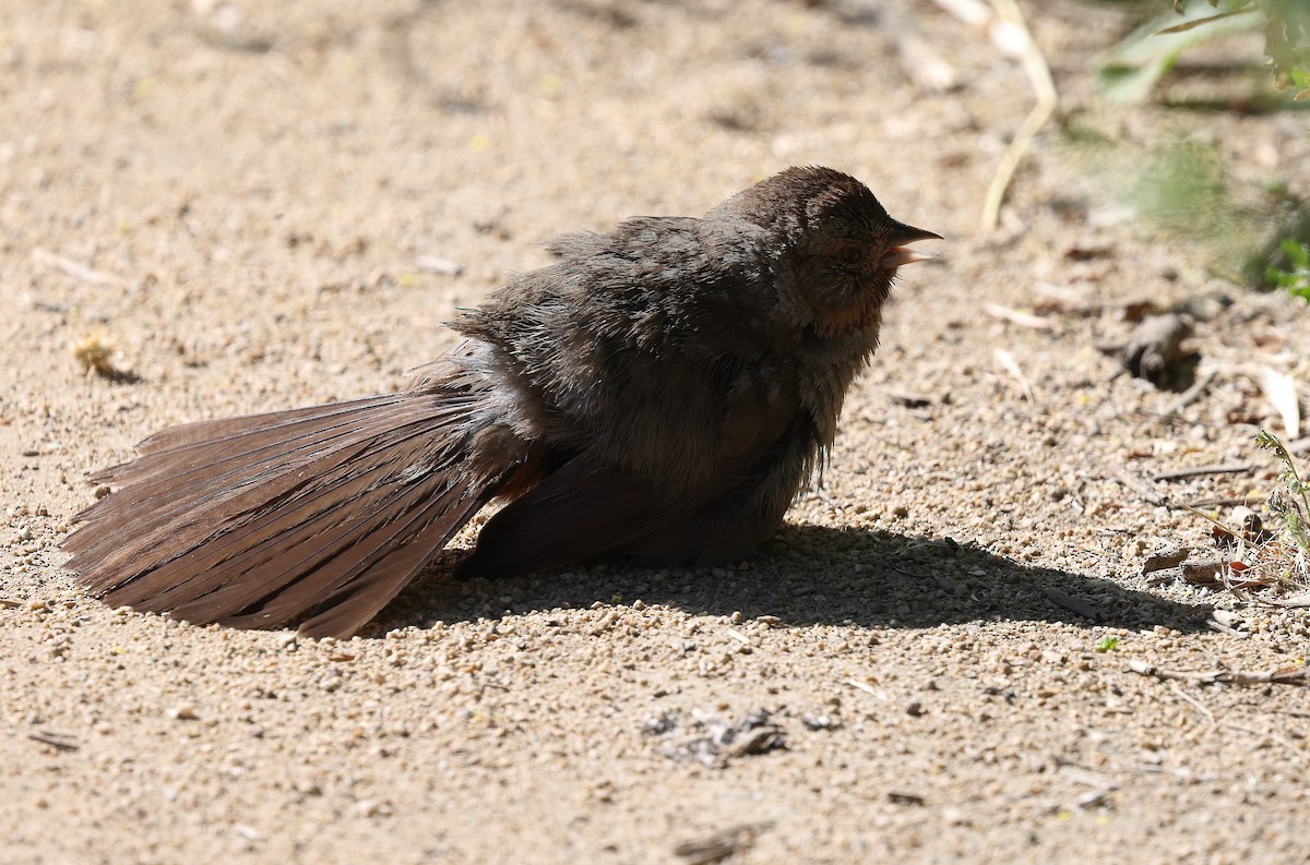 California Towhee - ML638560843