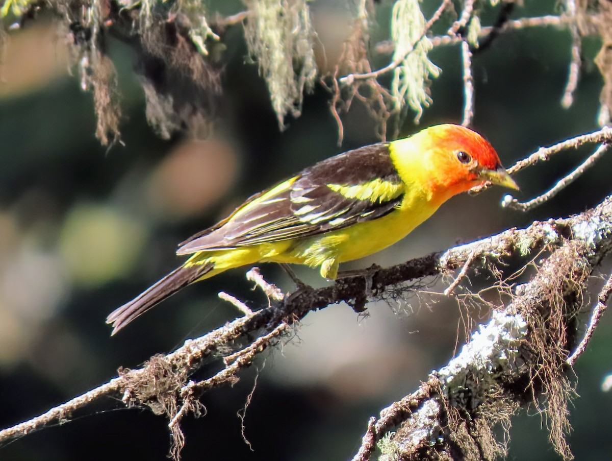Western Tanager - ML638560849