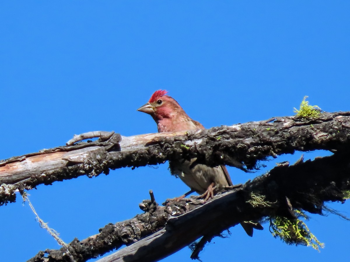 Cassin's Finch - ML638560865
