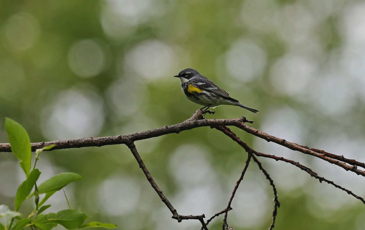 Reinita Coronada (coronata) - ML638560877