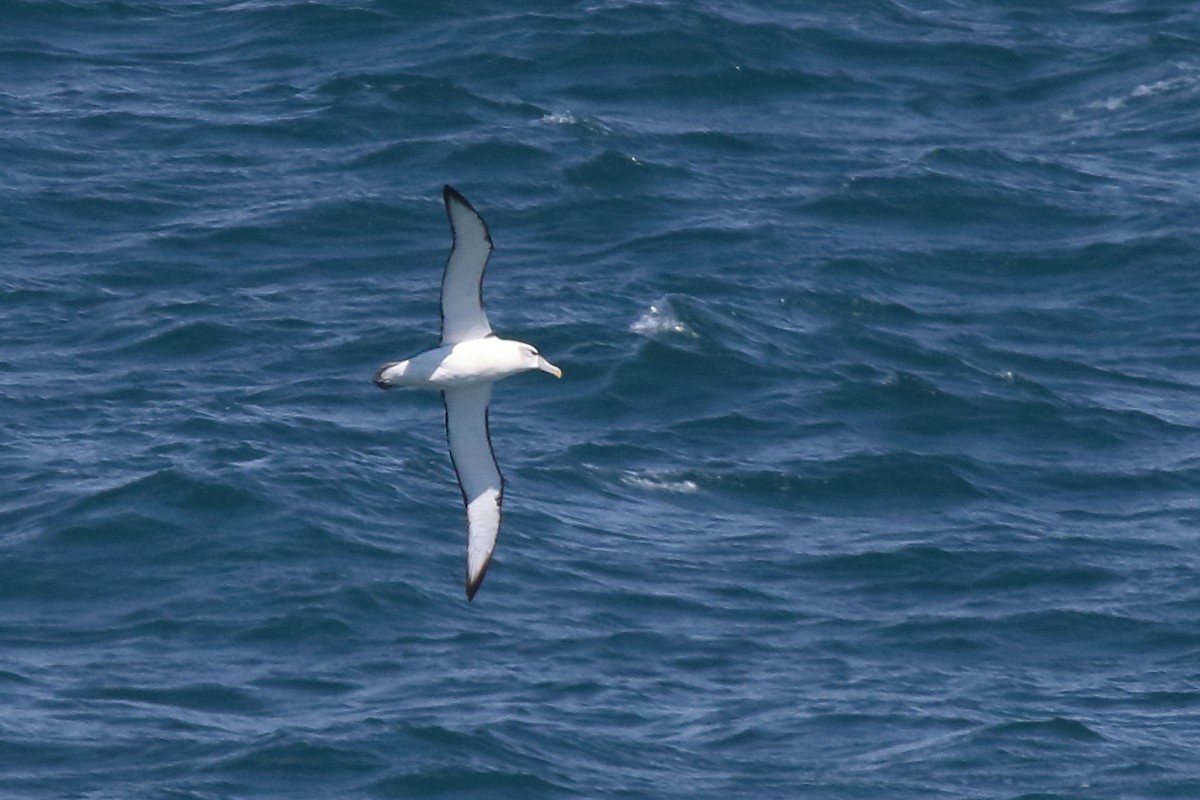 Tasmanalbatros - ML638560898