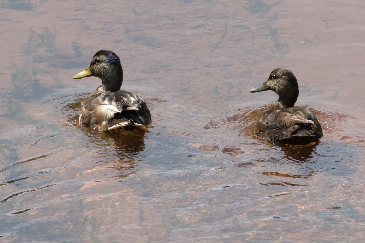 Mallard - ML638560903