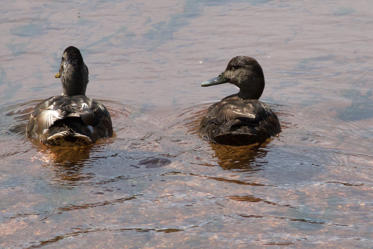 American Black Duck - ML638560905
