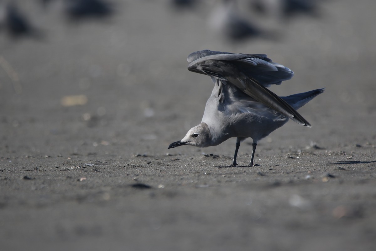 Gray Gull - ML638560915