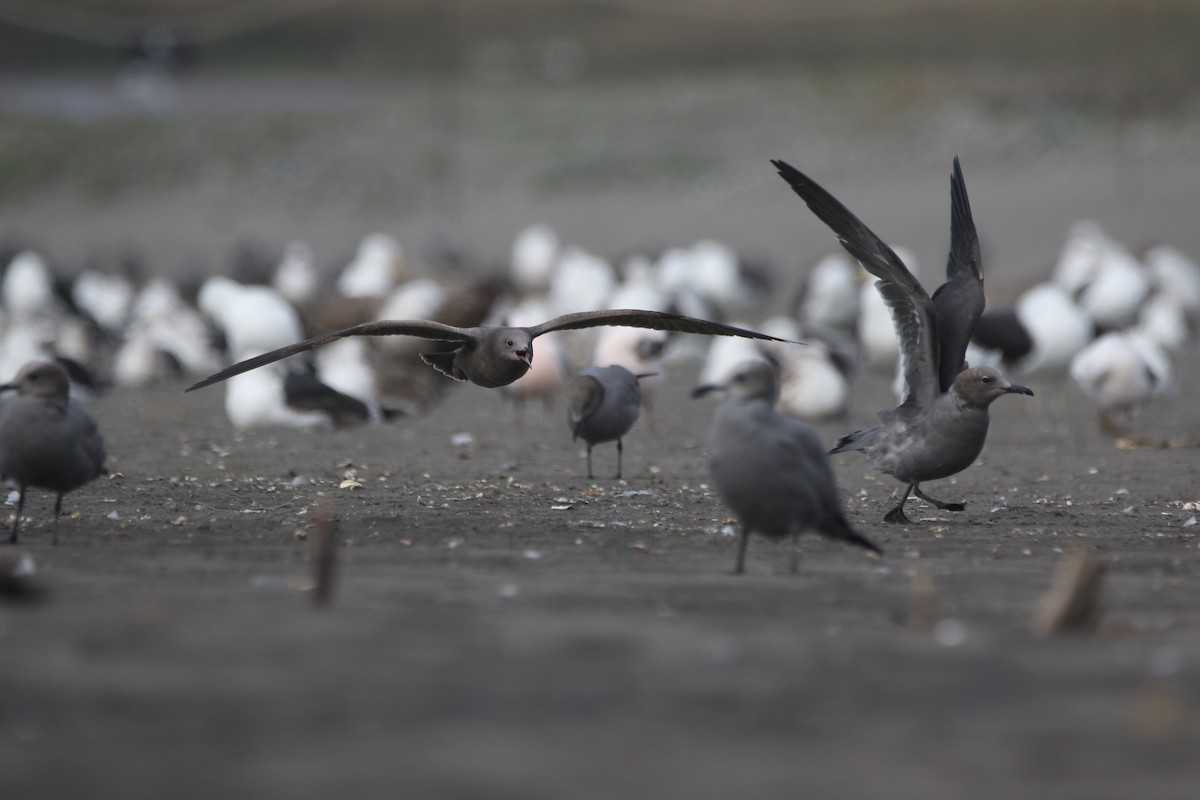 Gray Gull - ML638560916